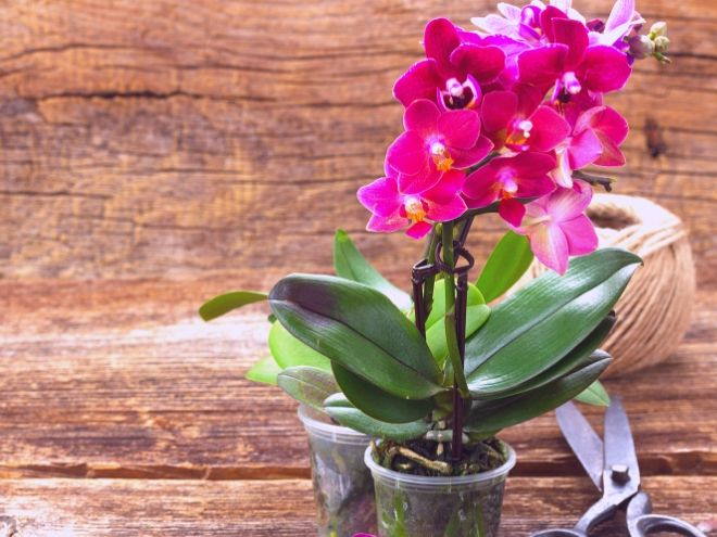 Evde orkide bakımı nasıl yapılır?